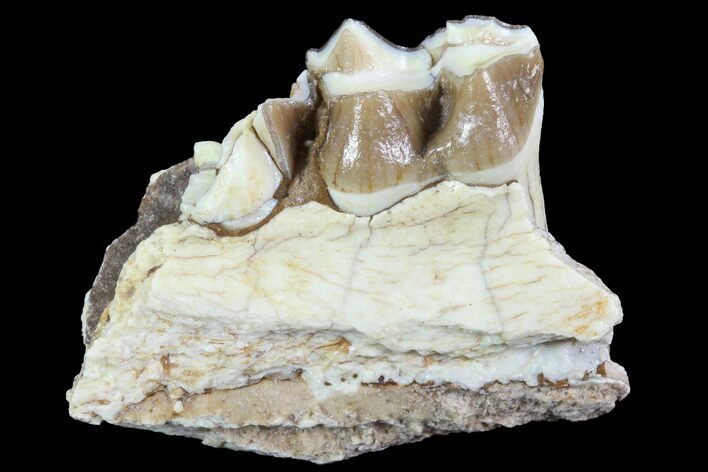 Oligocene Horse (Mesohippus) Jaw Section #91094